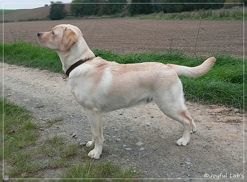 Joyful Lab's Carry Back Boy