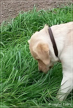 Joyful Lab's Carry Back Boy