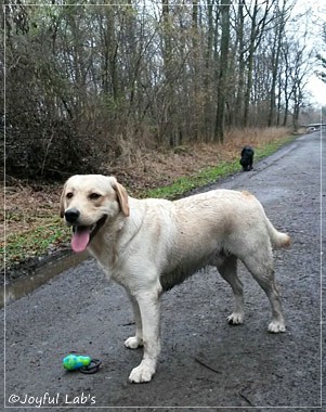 Joyful Lab's Carry Back Boy