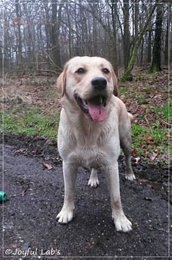 Joyful Lab's Carry Back Boy