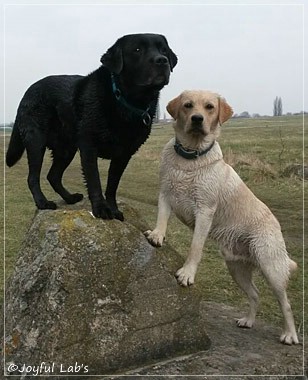 Joyful Lab's Carry Back Boy