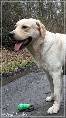 Joyful Lab's Carry Back Boy