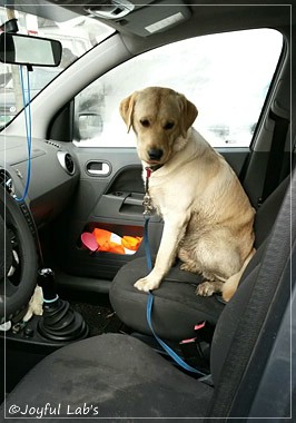 Joyful Lab's Carry Back Boy