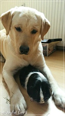 Joyful Lab's Carry Back Boy