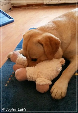 Joyful Lab's Carry Back Boy