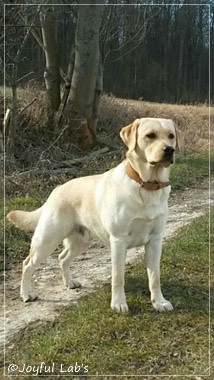 Joyful Lab's Carry Back Boy