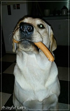 Joyful Lab's Carry Back Boy