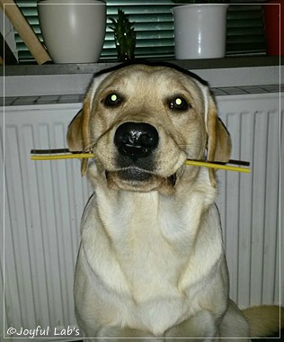 Joyful Lab's Carry Back Boy