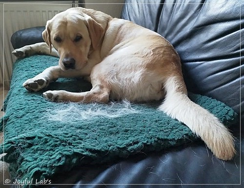 Joyful Lab's Carry Back Boy