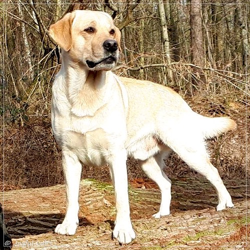 Joyful Lab's Carry Back Boy