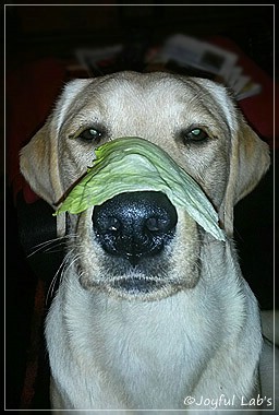 Joyful Lab's Carry Back Boy