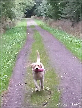 Joyful Lab's Carry Back Boy