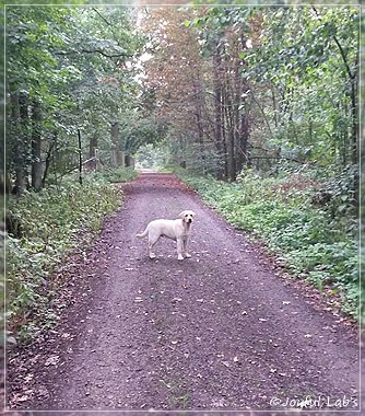 Joyful Lab's Carry Back Boy