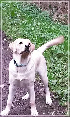 Joyful Lab's Carry Back Boy