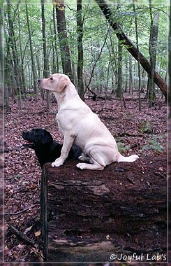 Joyful Lab's Carry Back Boy