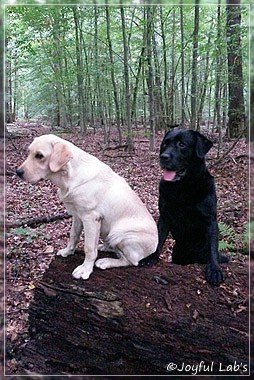 Joyful Lab's Carry Back Boy