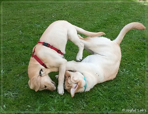 Joyful Lab's Carry Back Boy