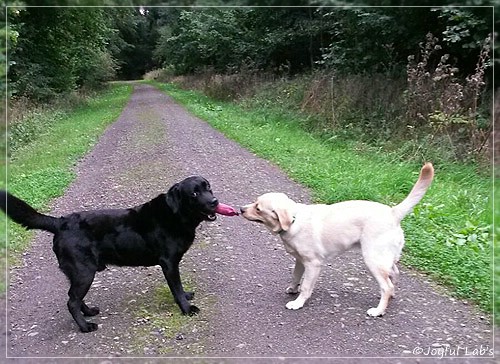 Joyful Lab's Carry Back Boy