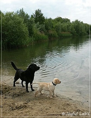 Joyful Lab's Carry Back Boy