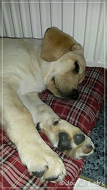 Joyful Lab's Carry Back Boy