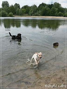 Joyful Lab's Carry Back Boy