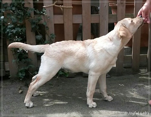 Joyful Lab's Carry Back Boy