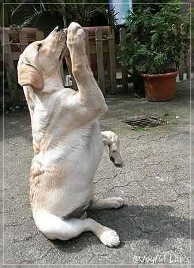 Joyful Lab's Carry Back Boy