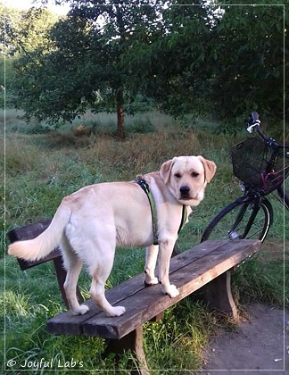 Joyful Lab's Carry Back Boy