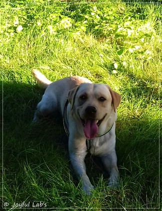 Joyful Lab's Carry Back Boy