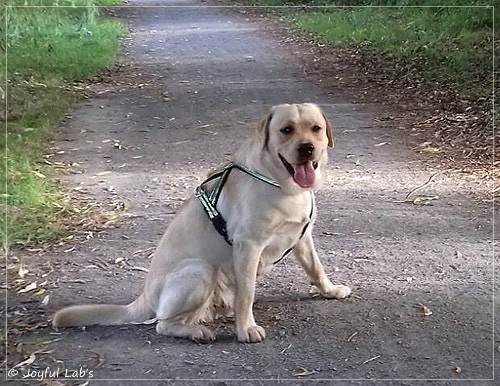 Joyful Lab's Carry Back Boy