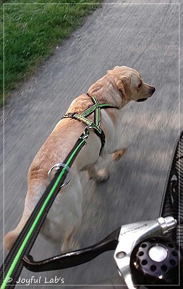 Joyful Lab's Carry Back Boy