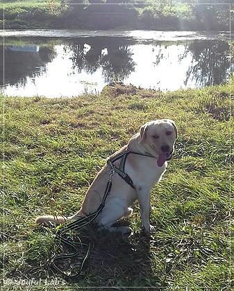 Joyful Lab's Carry Back Boy