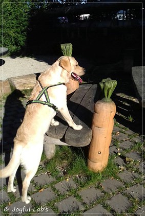 Joyful Lab's Carry Back Boy