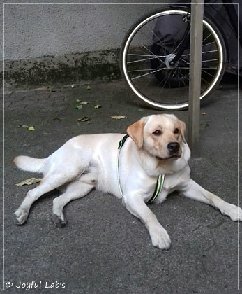 Joyful Lab's Carry Back Boy