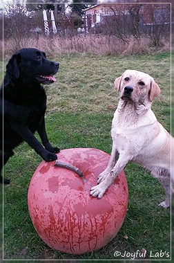 Joyful Lab's Carry Back Boy