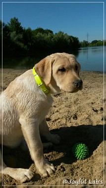 Joyful Lab's Carry Back Boy