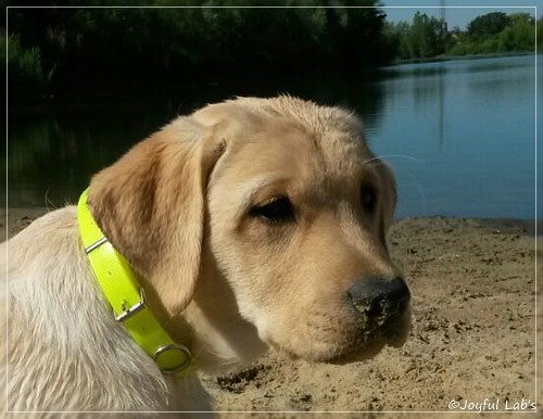 Joyful Lab's Carry Back Boy