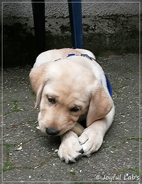 Joyful Lab's Carry Back Boy