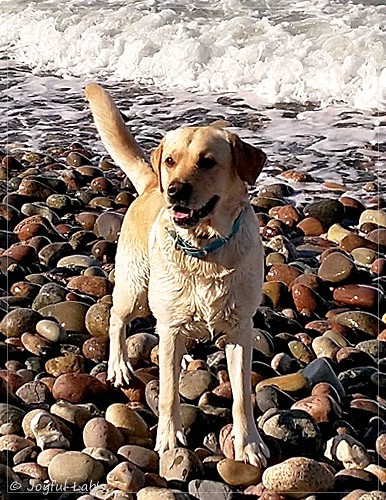 Joyful Lab's Carry Back Boy