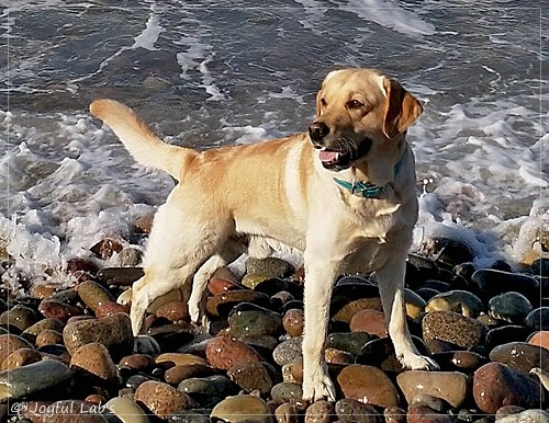 Joyful Lab's Carry Back Boy