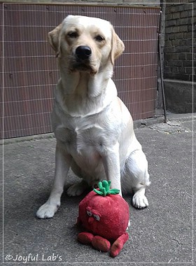 Joyful Lab's Carry Back Boy