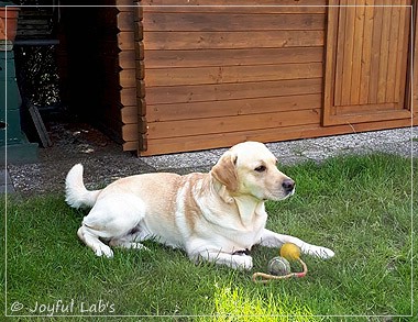 Joyful Lab's Carry Back Boy