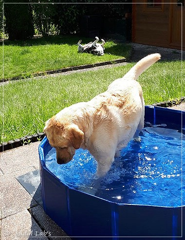 Joyful Lab's Carry Back Boy