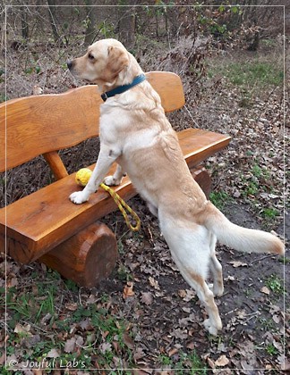 Joyful Lab's Carry Back Boy