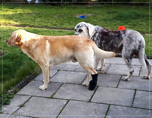 Joyful Lab's Carry Back Boy