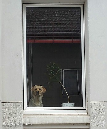 Joyful Lab's Carry Back Boy