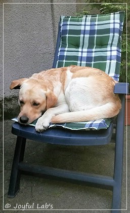 Joyful Lab's Carry Back Boy