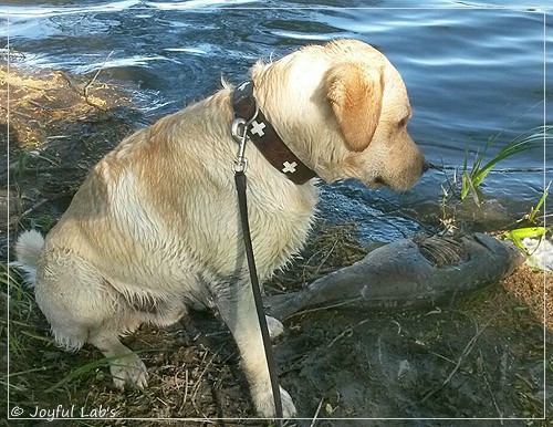 Joyful Lab's Carry Back Boy