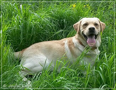 Joyful Lab's Carry Back Boy