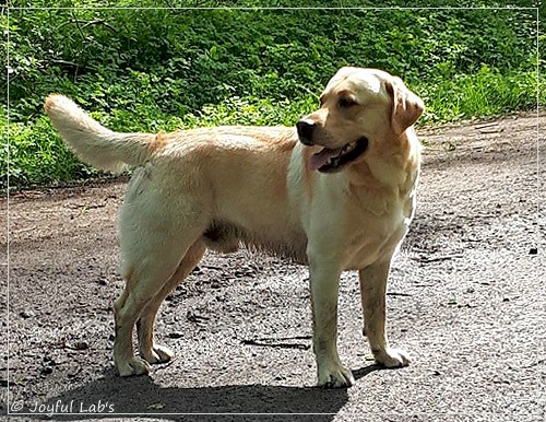 Joyful Lab's Carry Back Boy